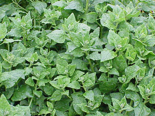 New Zealand spinach